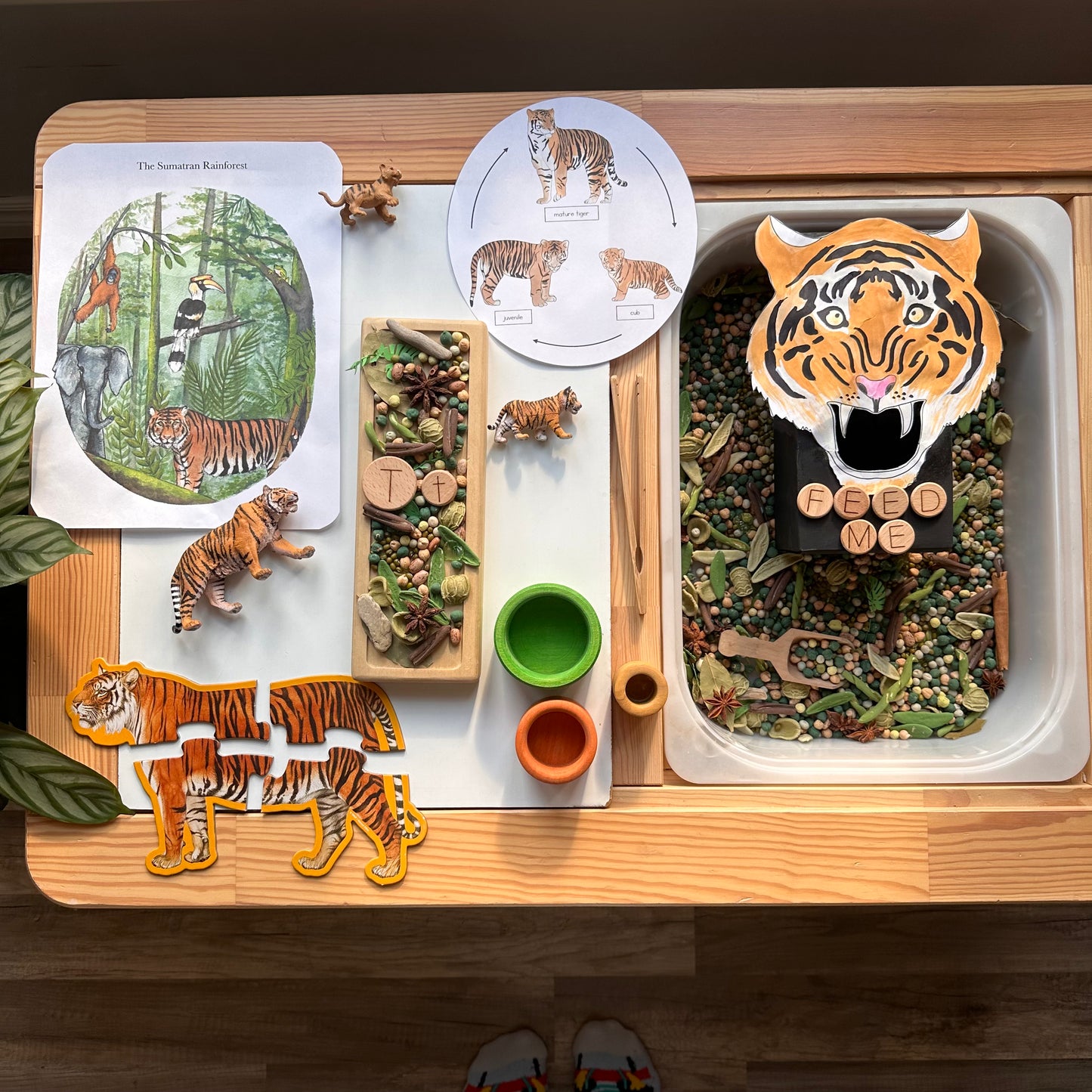 All About Rainforests