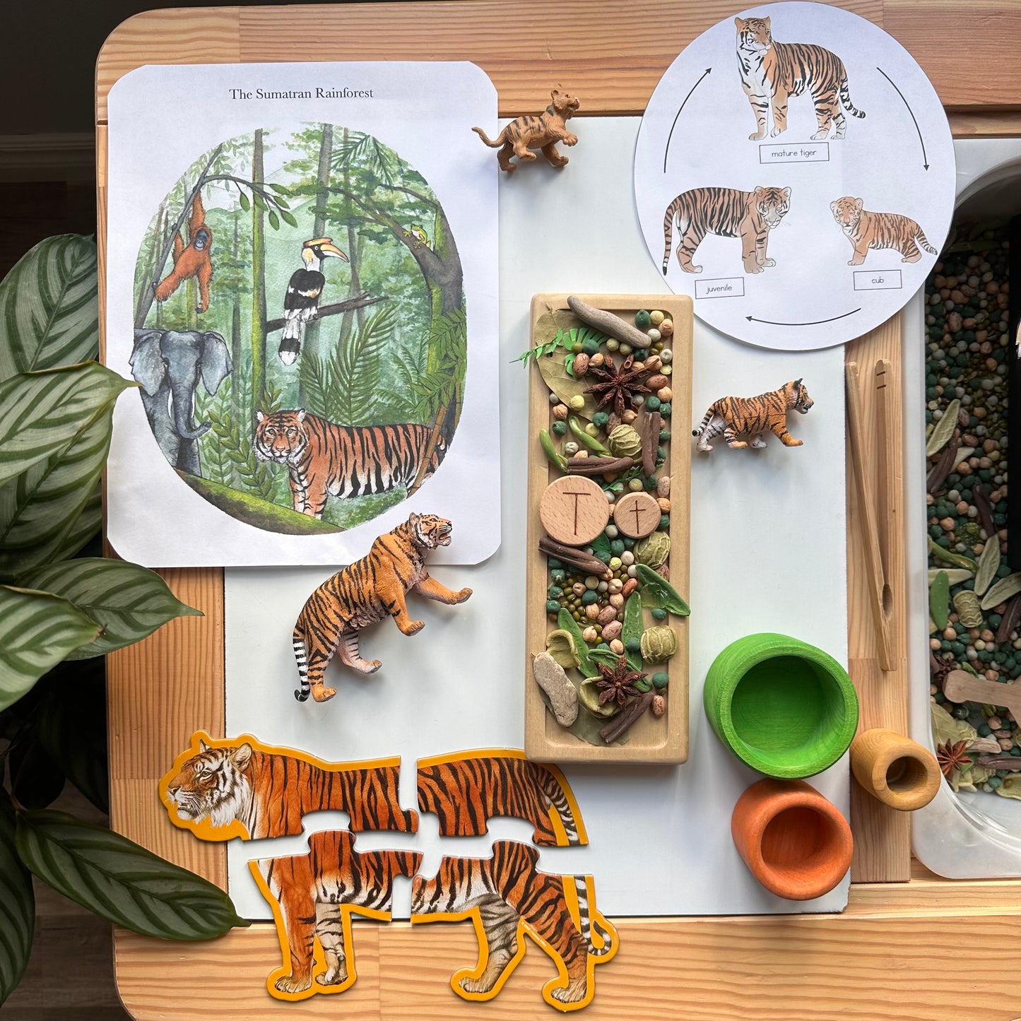 All About Rainforests