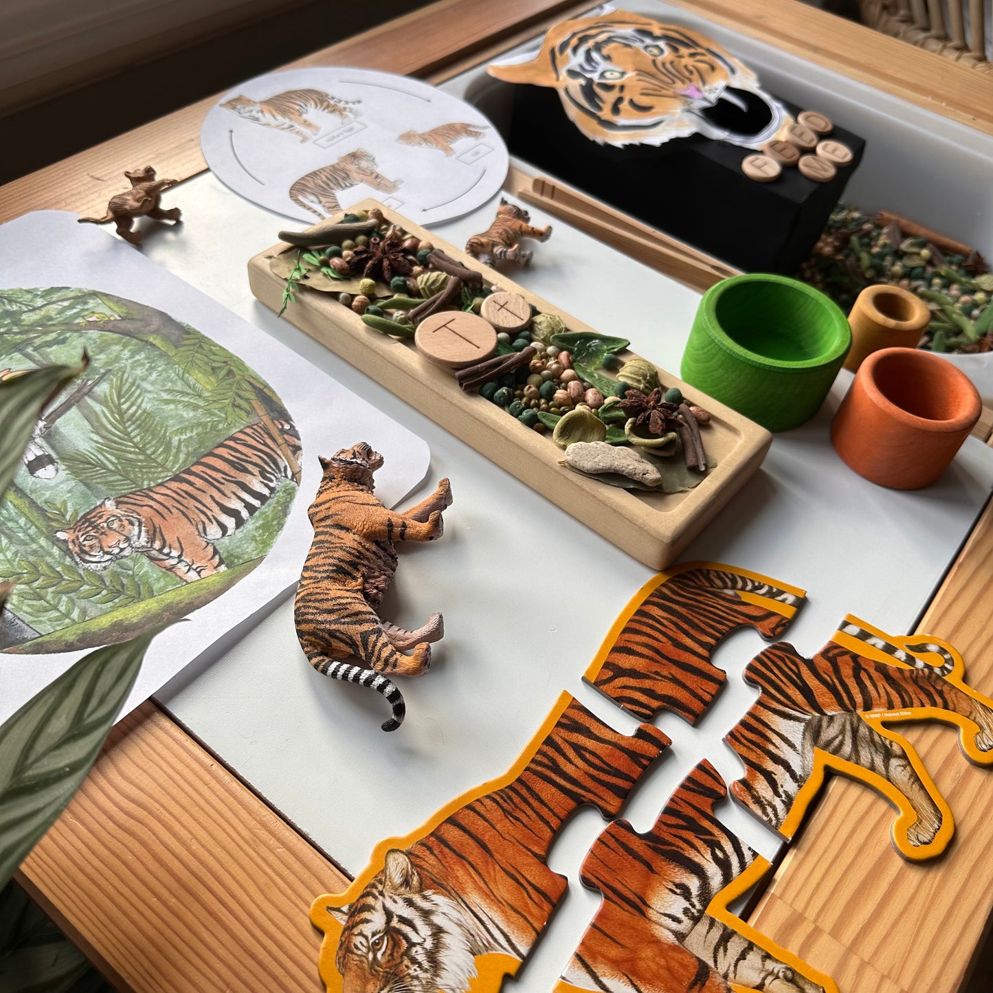 All About Rainforests
