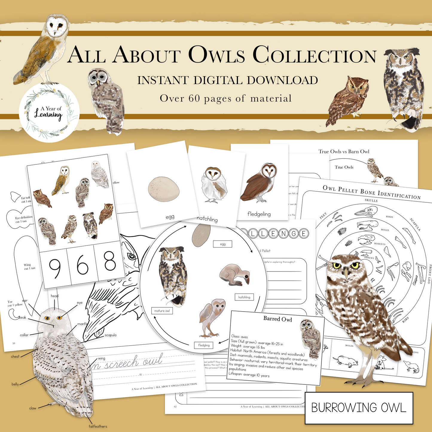 All About Owls