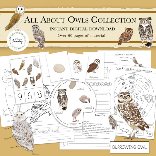 All About Owls